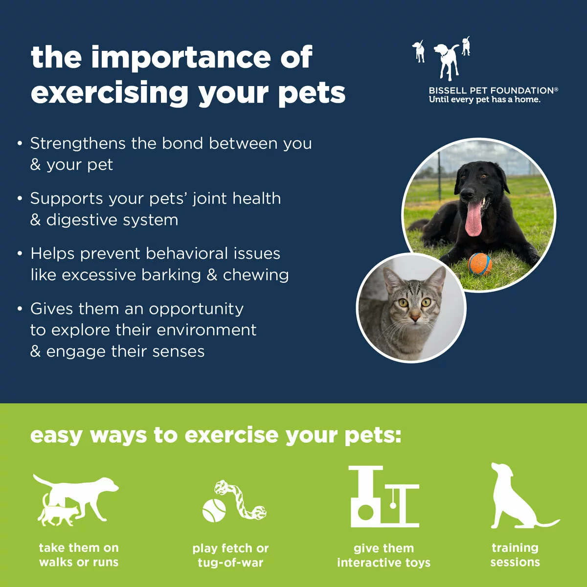 Informational graphic about exercising pets, with a dog holding a ball, a cat, and icons showing ways to exercise pets: walks or runs, playing fetch, interactive toys, and training sessions. Additionally, the graphic lists the importance of exercising your pet: Strengthens the bond between you and your pet. Supports your pets' joint health and digestive system. Helps prevent behavioral issues like excessive barking and chewing. Gives them an opportunity to explore their environment and engage their senses.