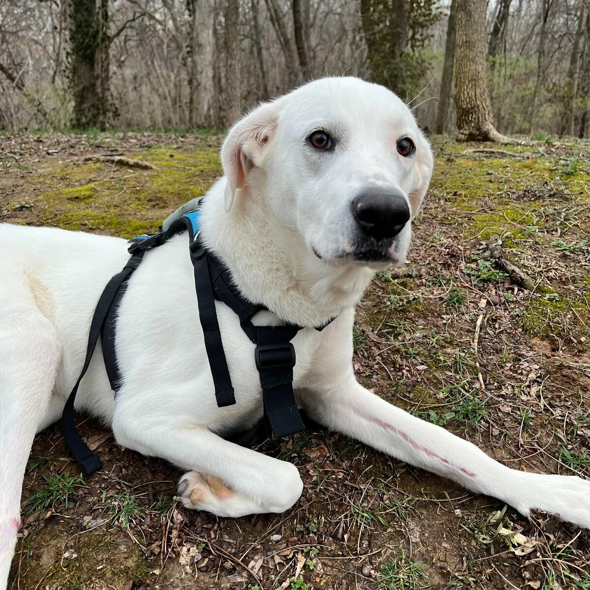 A white dog wearing a black harness lies on the ground in a wooded area with sparse grass and trees in the background. The dog looks alert and relaxed.