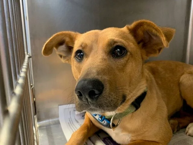 A tan dog with large, expressive eyes lies in a metal kennel, looking up with ears perked. The dog wears a collar and rests on some papers inside the enclosure.