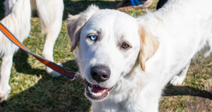 A white dog with one blue eye and one brown eye stands on grass, looking up at the camera with its mouth open, wearing a leash. Another dog is partially visible in the background.