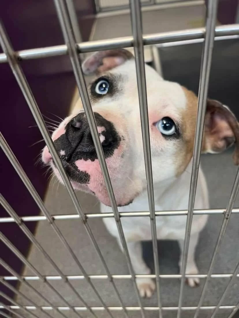 A white and tan dog with blue eyes looks up through the bars of a metal kennel, appearing hopeful and curious.
