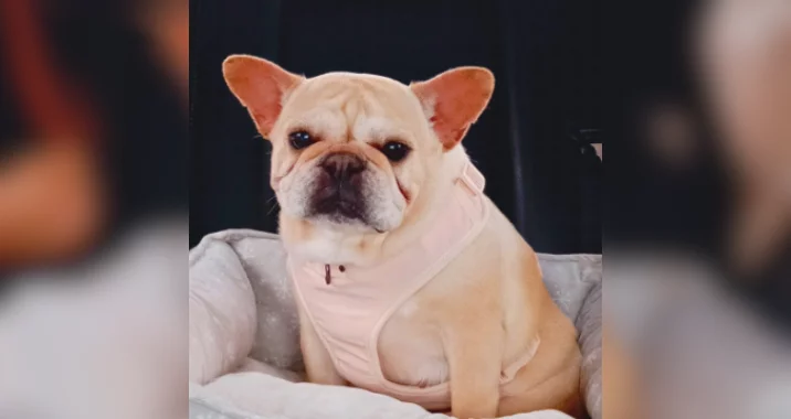 A light tan French bulldog wearing a pale pink harness sits in a soft, gray pet bed, gazing forward with a calm, slightly serious expression.