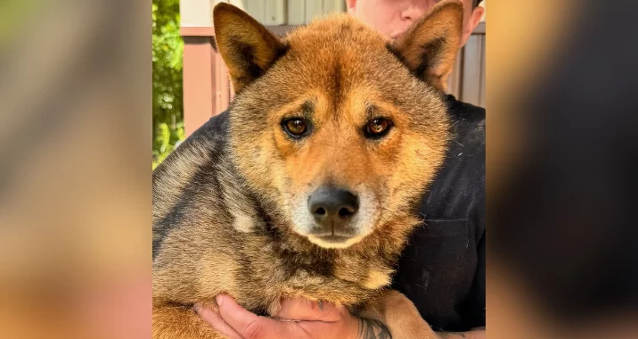 A person holding a brown, tan, and black dog with pointy ears and expressive eyes. The dog looks directly at the camera while the persons face is partially out of frame.