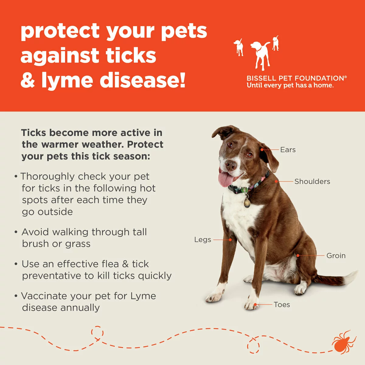 A brown and white dog sits on a light green background. Text offers tick prevention tips for pets, with arrows labeling the dogs hot spots that ticks love to hide. Bissell Pet Foundation logo is in the top right. Additionally, there are a list of bullets to better protect your pets against ticks this season, the bullets read: Thoroughly check your pet for tickets in the following hot spots after each time they go outside (ears, shoulders, legs, groin, toes). Avoid walking through tall brush or grass. Use an effective flea and tick preventative to kill ticks quickly. Vaccinate your pet for Lyme disease annually.