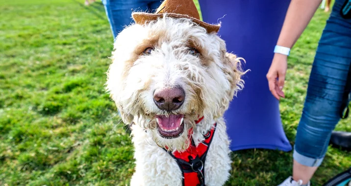 A fluffy white dog wearing a small brown hat and a red harness stands on grass, looking at the camera with its mouth open. People’s legs and hands are visible nearby.