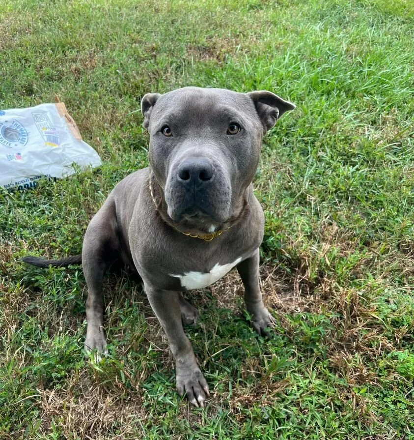 A gray pit bull with a white patch on its chest sits on green grass, looking up at the camera. A partially visible bag lies on the grass to the left.
