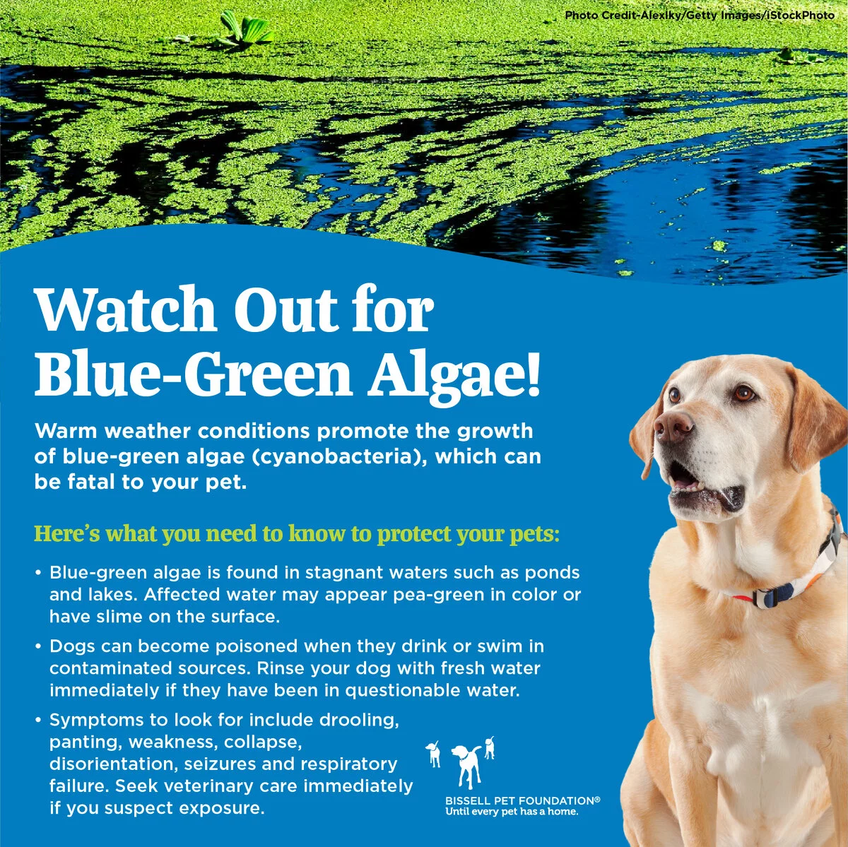 A yellow Labrador retriever stands near water with blue-green algae. Text warns that blue-green algae can be deadly to pets. Warm weather conditions promote the growth of blue-green algae (cyanobacteria), which can be fatal to your pet. Here's what you need to know to protect your pets: Blue-green algae is found in stagnate waters such as ponds and lakes. Affected water may appear pea-green in color and have slime on the surface. Dogs can become poisoned when they drink or swim in contaminated sauces, rinse your dog with fresh water immediately if they have been in questionable water. Symptoms to look for include drooling, panting, weakness, collapse, disorientation, seizures and respiratory failure – Seek veterinary care immediately if you suspect exposure.