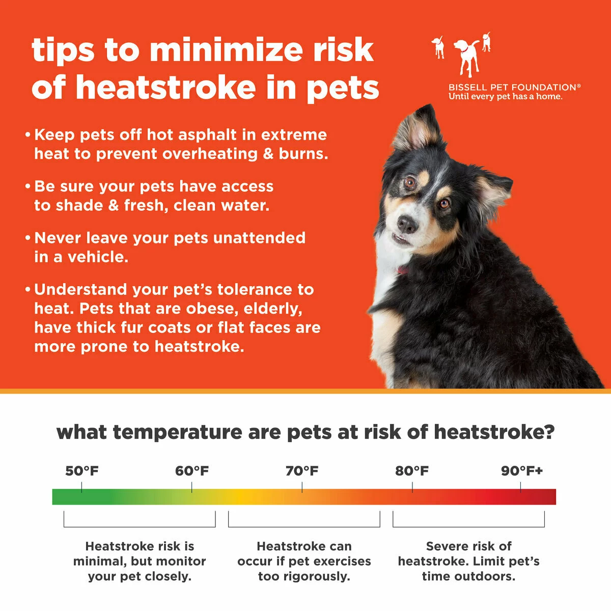 Informational graphic with a dog illustrating tips to minimize pet heatstroke risk. Tips include: keep pets off hot asphalt in extreme heat to prevent overheating and burns. Be sure your pets have access to shade and fresh, clean water. Never leave your pets unattended in a vehicle. Understand your pet's tolerance to heat – Pets that are obese, elderly, have thick fur coats, or flat faces are more prone to heat stroke. Below the bullets, there is a temperature scale for the temps that pets are at risk of heat stroke. 48-62: heatstroke risk is minimal, but monitor your pet closely. 62-77: Heatstroke can occur if pet exercises too rigorously. 78-90+: severe risk of heatstroke, limit pet's time outdoors.