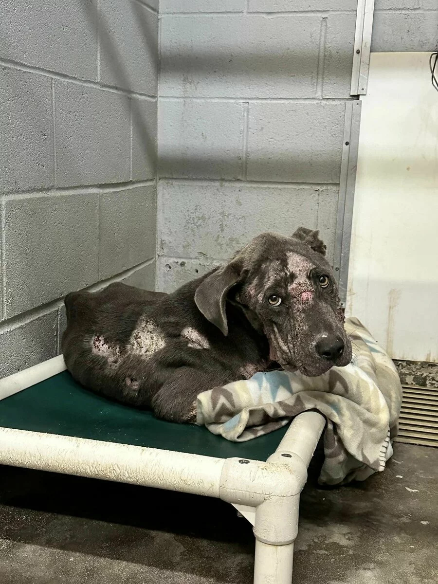 A large, grey dog with visible skin sores lies on a raised bed covered with a blanket, looking up sadly inside a shelter with grey cinder block walls.