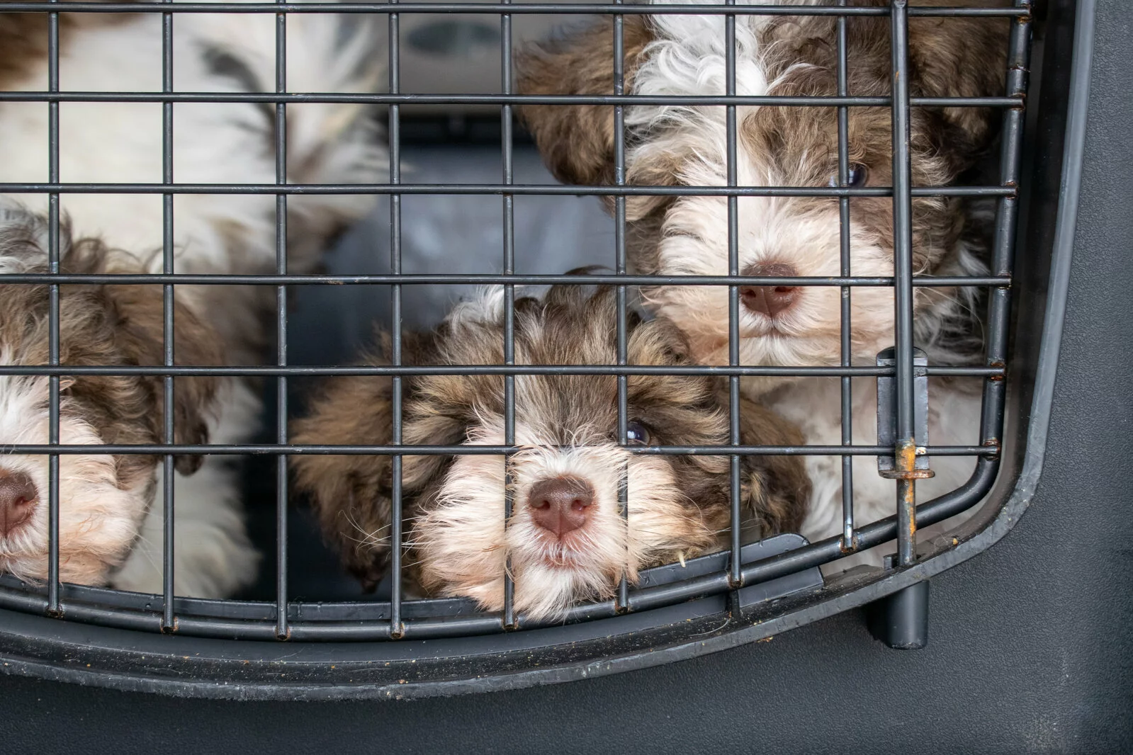 Three fluffy brown and white puppies are closely huddled together behind a metal grate, looking out through the bars with curious, gentle expressions.