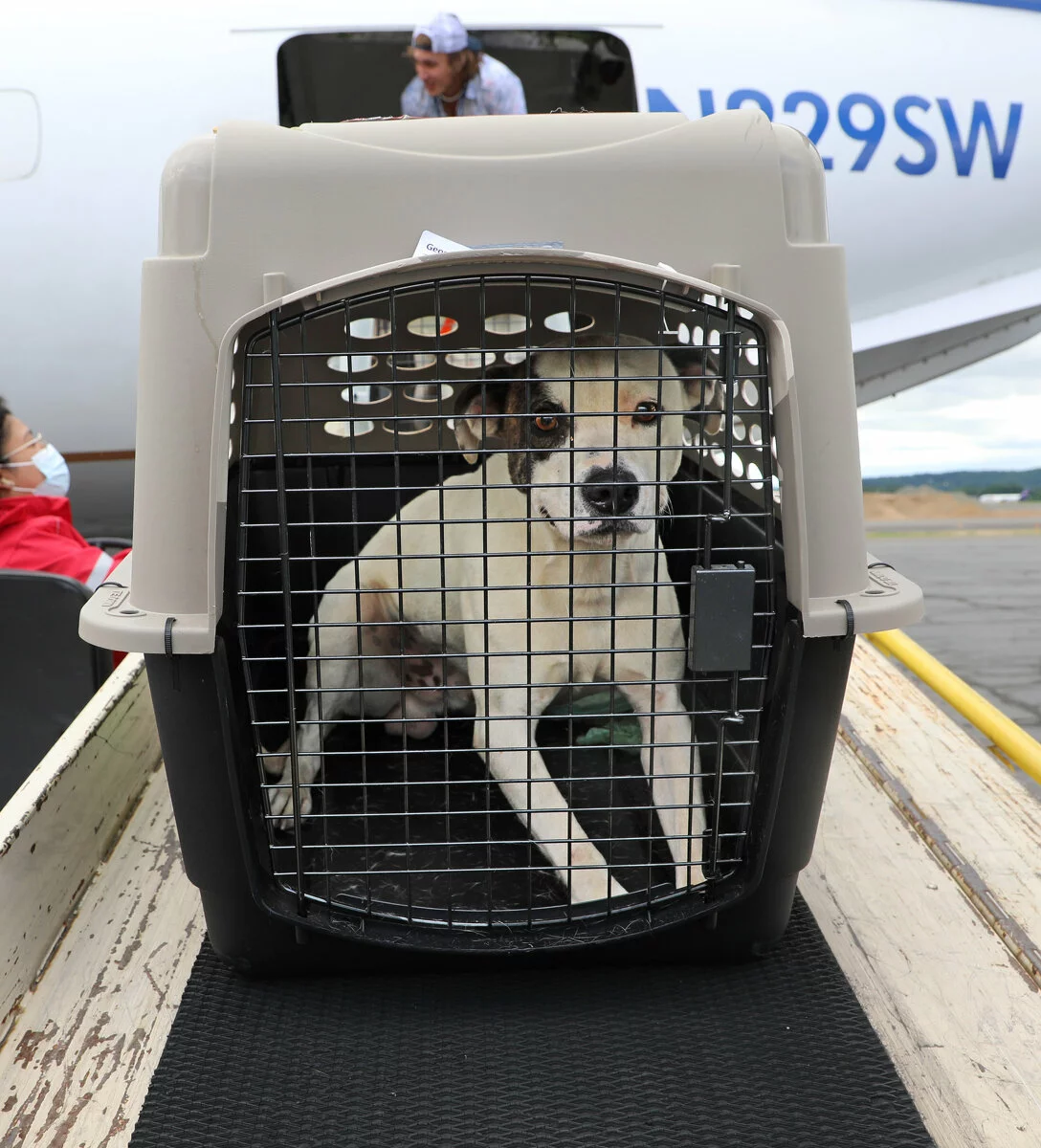A dog sits inside a pet carrier on a wooden platform near an airplane, with people and the plane visible in the background, suggesting the dog is being transported by air.