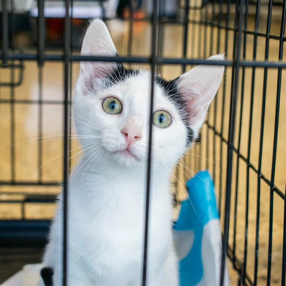 A white kitten with black spots and green eyes sits inside a metal cage, looking directly at the camera with an alert expression.