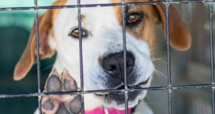 A close-up of a dog with a brown and white face behind a metal cage, raising one paw against the bars and looking out with a gentle expression.