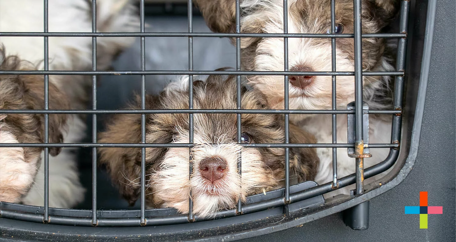 Two fluffy brown and white puppies are inside a metal crate, looking out through the bars. One puppy is resting its nose against the bars. There is a colorful plus sign in the bottom right corner.