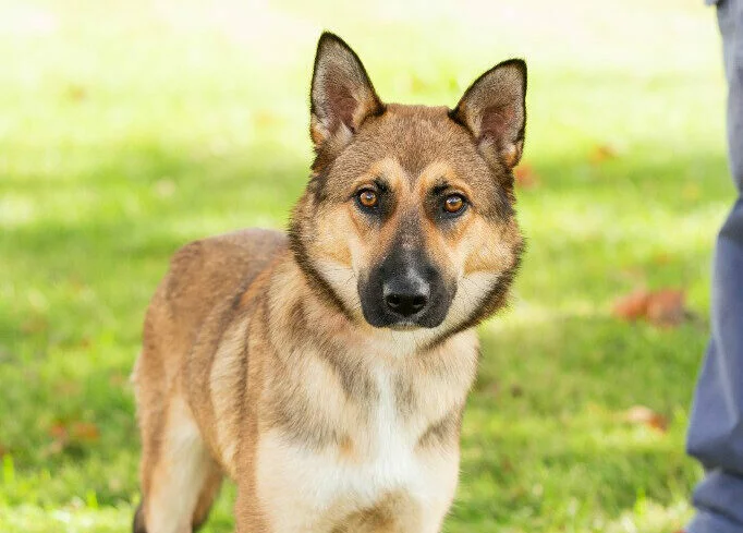 A German Shepherd mix dog stands alert on green grass, looking directly at the camera. The background is bright and slightly blurred, and part of a persons leg is visible on the right side of the image.
