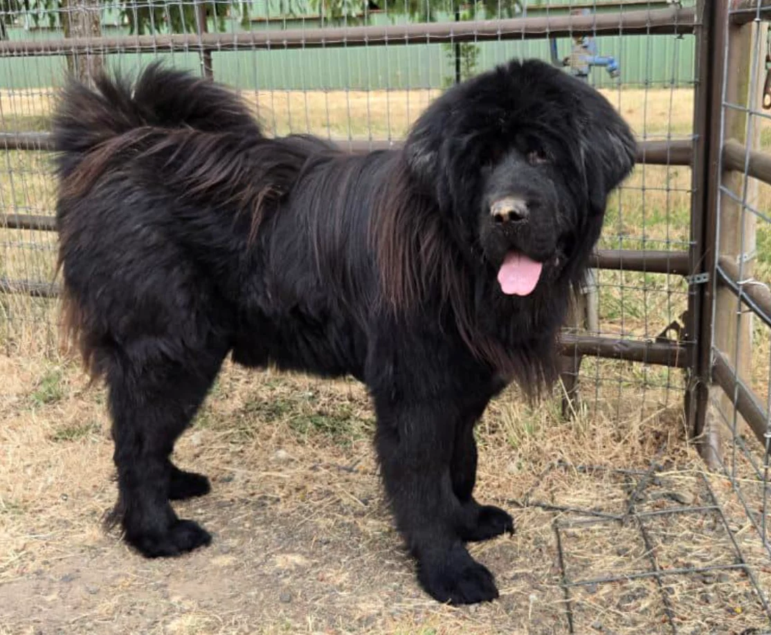 A large, fluffy black dog with a thick coat stands in a fenced outdoor area on dry grass, looking toward the camera with its pink tongue out.