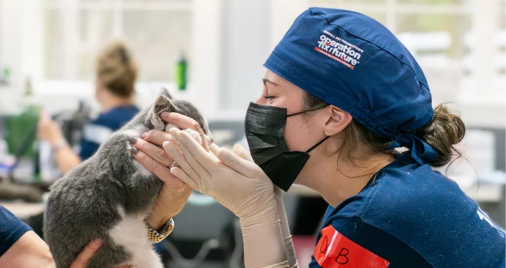 A woman wearing a surgical cap, face mask, and gloves gently holds and nuzzles a gray and white kitten, showing affection in a veterinary clinic setting. Another person supports the kitten.