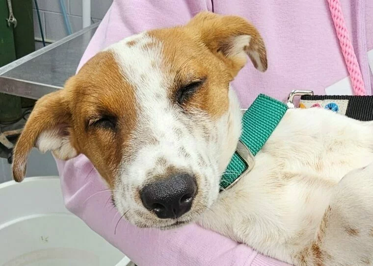 A brown and white dog with a green collar is being held by a person wearing a pink hoodie. The dog has its eyes closed and appears relaxed or sleepy.