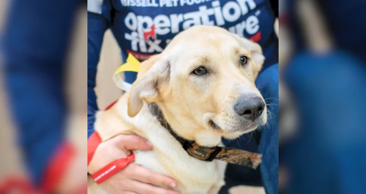 A tan dog with a gentle expression wears a collar and leash, sitting close to a person in a blue shirt that has text reading operation fix on it. The persons hand rests supportively on the dogs neck.