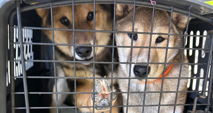 Two brown dogs with pointed ears are inside a black metal crate. One dog has its paw pressed against the bars, and both are looking out with alert expressions.