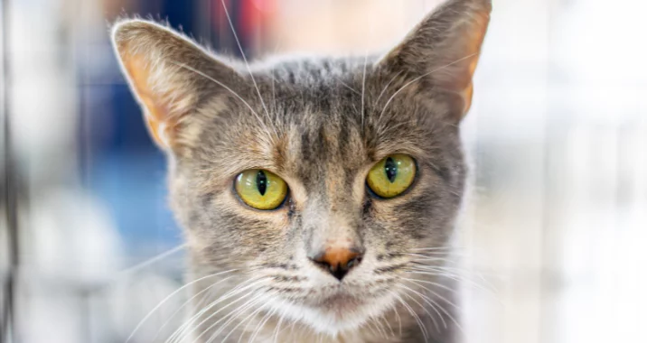 A close-up of a gray tabby cat with striking green-yellow eyes, looking directly at the camera. The background is softly blurred, highlighting the cats face and expressive gaze.