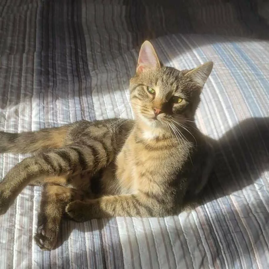 A tabby cat lounges on a striped bedspread, lying in a patch of sunlight and looking directly at the camera with a relaxed expression.