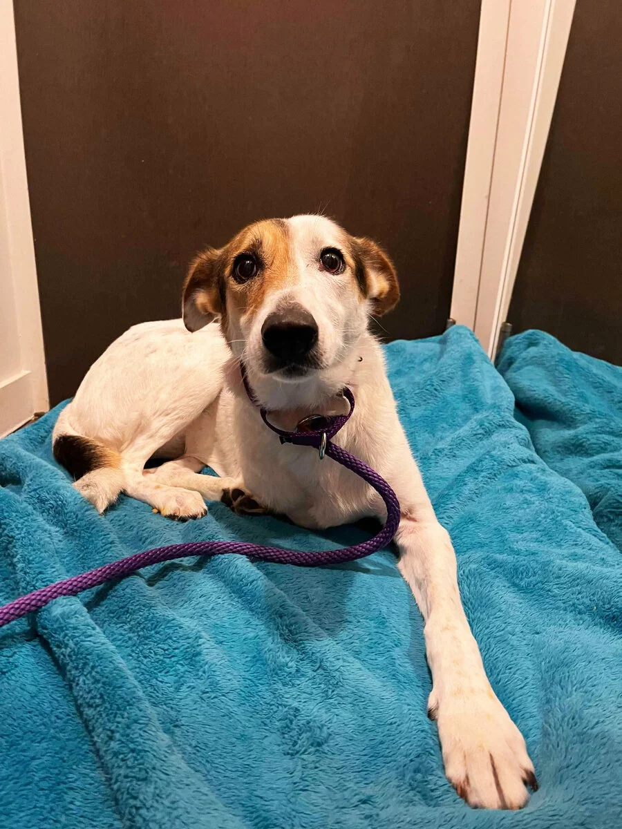 A small, white and brown dog with big eyes lies on a blue blanket, looking up. The dog wears a purple collar and leash and is resting in a cozy indoor space.