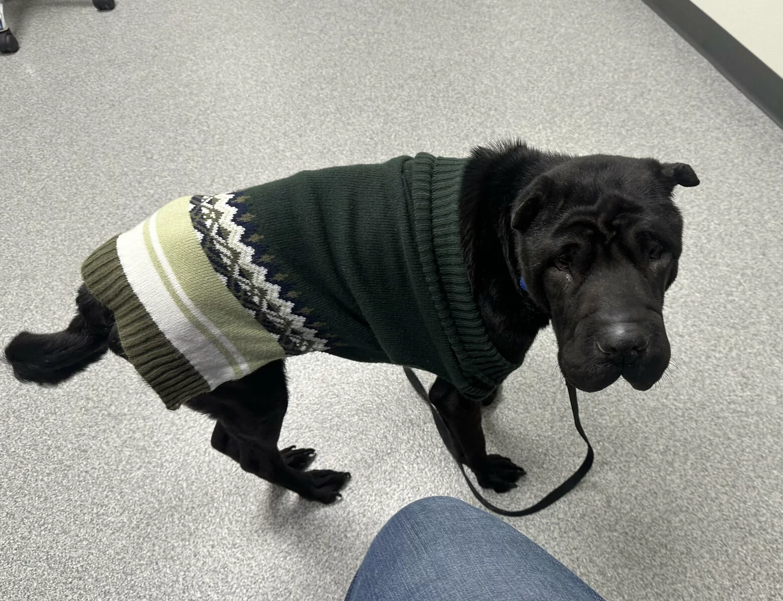 A black Shar Pei dog wearing a green, white, and olive patterned sweater stands indoors on a speckled floor, looking toward the camera. A leash is attached to its collar, and part of a persons knee is visible.