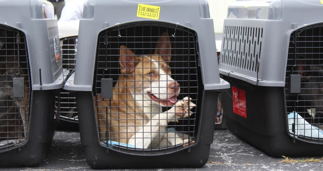 A brown and white dog sits inside a plastic pet crate with a metal door, looking out and pressing its front paw against the gate. Other similar crates are visible on either side.