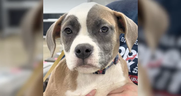 A close-up of a brown and white puppy with a black nose and soulful eyes, wearing a collar, being gently held by a person in a blue shirt.