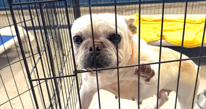 A small, light-colored pug stands on its hind legs inside a metal kennel, pressing its paw and face against the bars, looking out with wide eyes. A yellow towel is visible on a raised bed in the background.