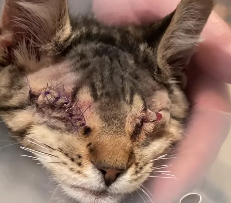 A close-up of a tabby cat resting, with visible surgical stitches where both eyes have been removed, indicating the cat has undergone double enucleation surgery. A gentle hand supports the cat’s head.