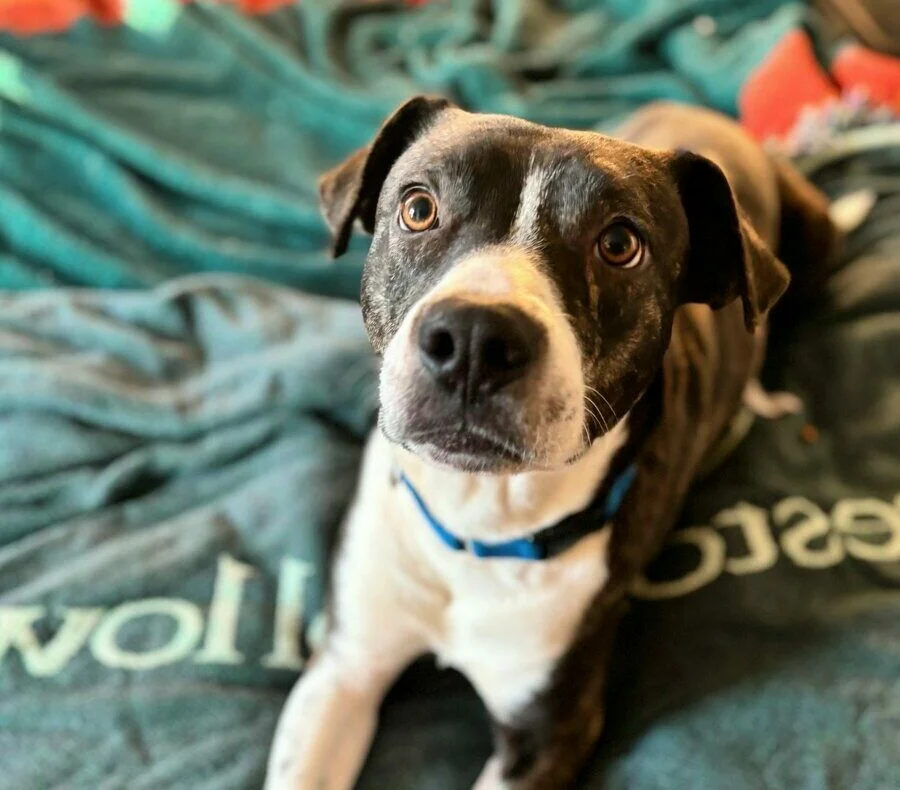 A black and white dog with a blue collar lies on a green blanket, looking up with wide, attentive eyes. The background is slightly out of focus, highlighting the dogs expressive face.