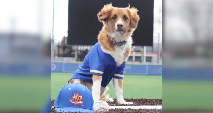 A brown and white dog wearing a blue jersey sits on a baseball field. In front of the dog are a blue baseball cap with “HP” on it and a baseball. The background is a scoreboard and blurred stadium seats.