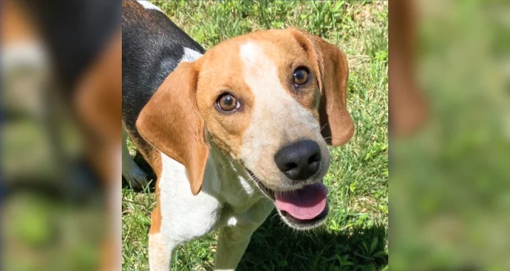 A happy brown and white dog with floppy ears stands on green grass, looking up at the camera with its mouth open and tongue slightly out.