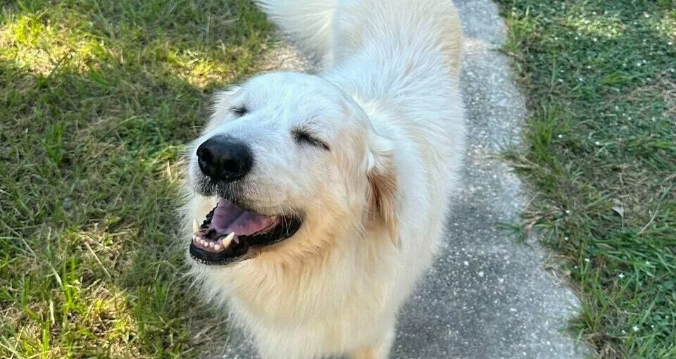 A fluffy white dog stands on a sidewalk with its eyes closed and mouth open, appearing to smile. Green grass surrounds the path, and the dog’s tail is slightly blurred, suggesting movement.
