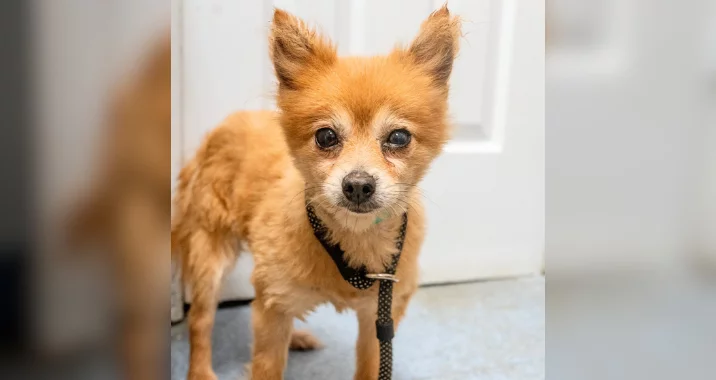 A small, reddish-brown dog with pointy ears and a fluffy tail looks at the camera while standing indoors on a tiled floor, wearing a black harness.