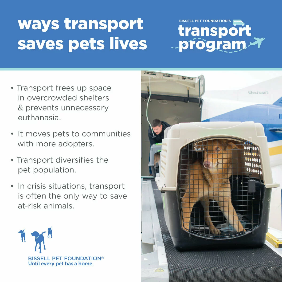 An infographic for Bissell Pet Foundation’s transport program shows a dog in a crate on a conveyor belt, with text explaining how transporting pets saves lives by: Freeing up space in shelters and prevents unnecessary euthanasia, moves pets to communities with more adopters, diversifies the pet population, and in crisis situations, it often is the only way to save at-risk pets.