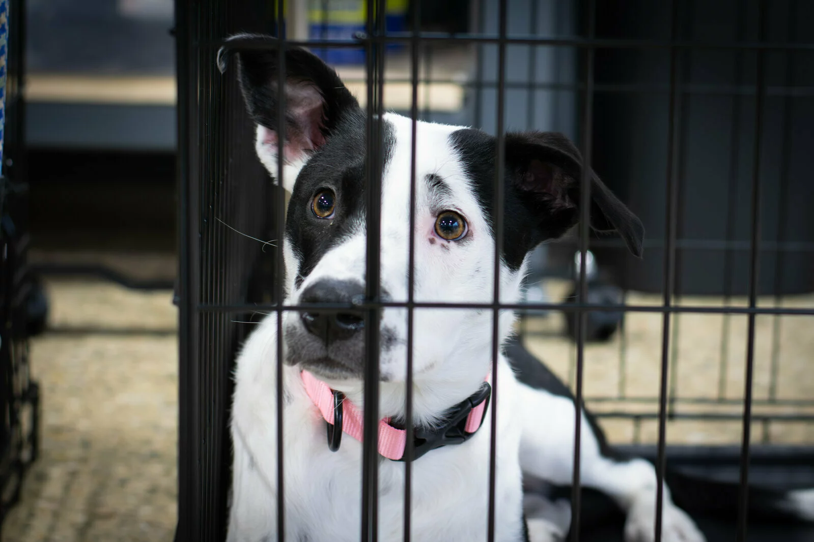 A black and white dog wearing a pink collar sits inside a metal crate, looking out with a sad expression.