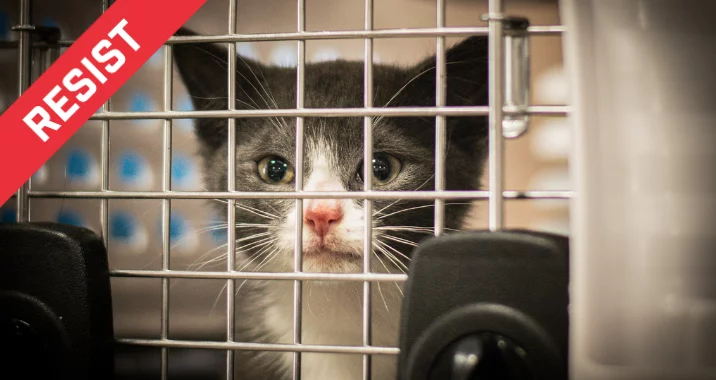 A gray and white kitten with a pink nose looks out from behind the metal bars of a cage. A red banner with the word RESIST in white letters is placed diagonally across the top left corner.