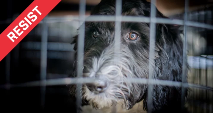 A sad black and white dog looks out from behind the bars of a cage. A red banner with the word RESIST appears in the top left corner of the image.