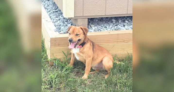 A small brown dog with a pink collar sits on grass near a wooden and gravel border next to a shed, panting with its tongue out.