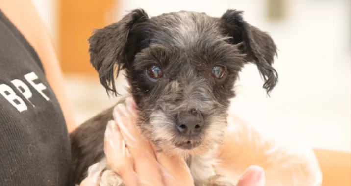 A small black and gray dog with short fur is held gently by a person wearing a black shirt and disposable gloves. The dog looks directly at the camera with wide, curious eyes.