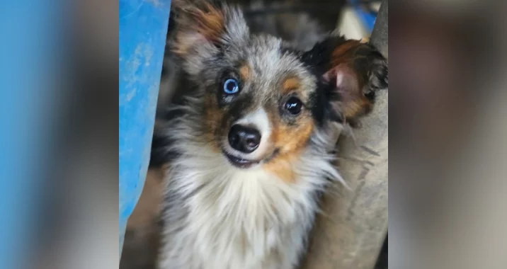 A fluffy dog with a mottled gray, black, and tan coat looks up at the camera. The dog has one striking blue eye and one brown eye, with ears perked up and a friendly, alert expression.