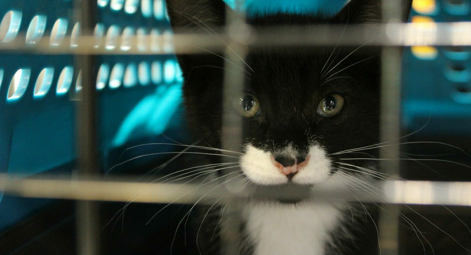 A black and white cat with a pink nose looks out from behind metal bars in a blue pet carrier.